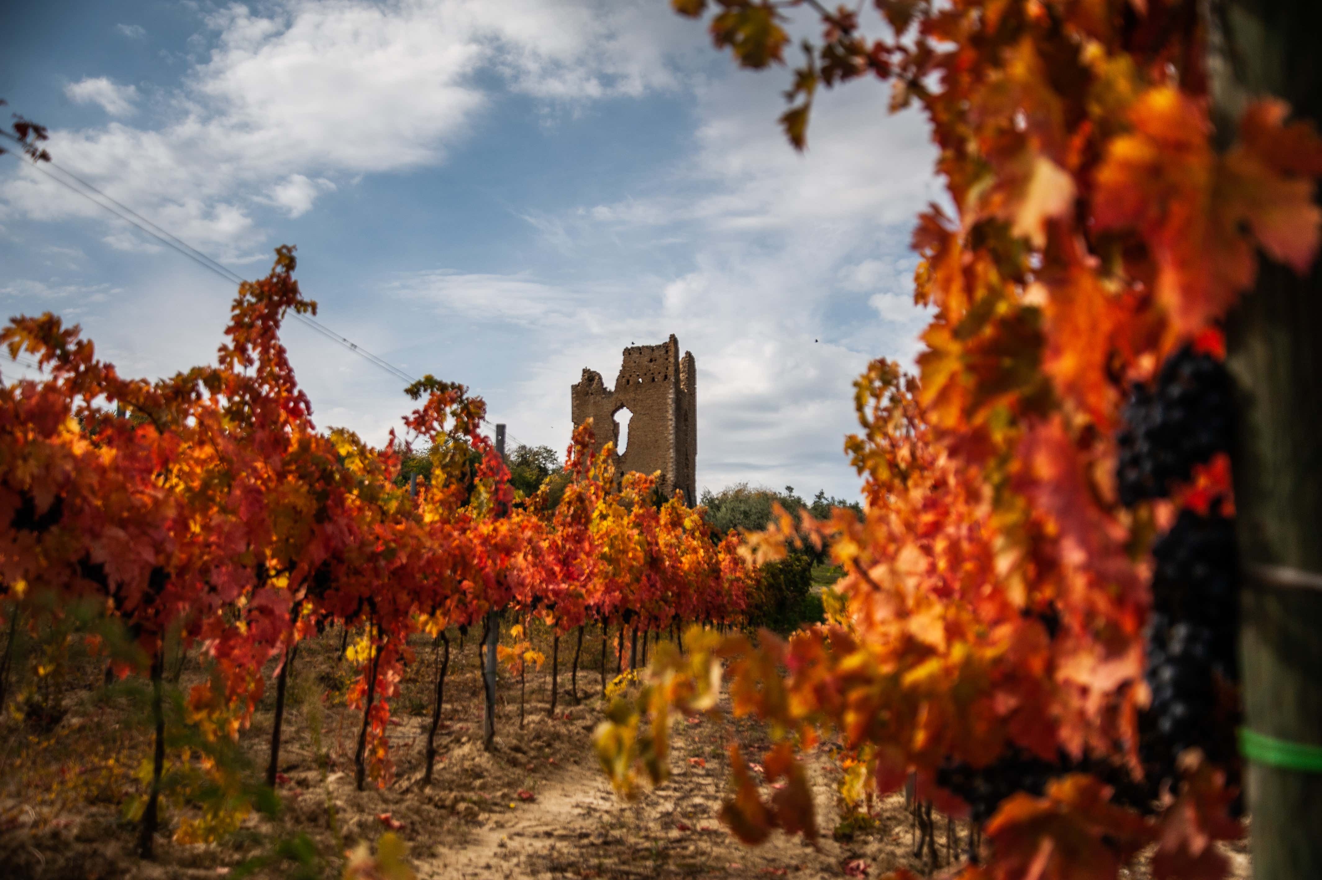 Visita in cantina e degustazione di 4 sfumature di Montepulciano d'Abruzzo a Loreto Aprutino