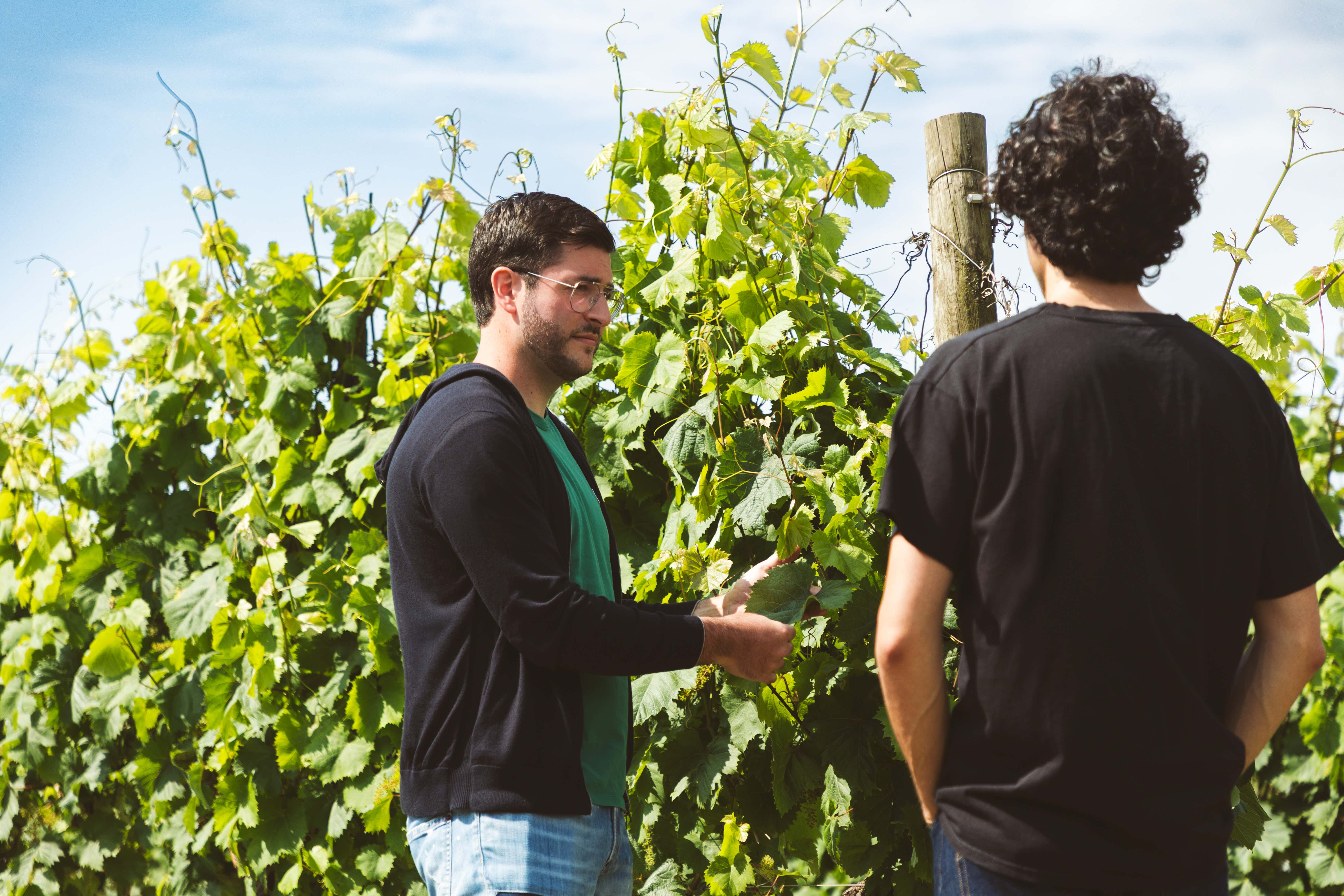 Visita in cantina con degustazione di 5 vini vicino ad Aquileia