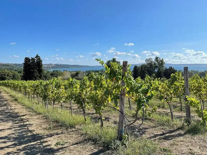 Degustazione vini, tour e visita in cantina sul Lago di Bracciano