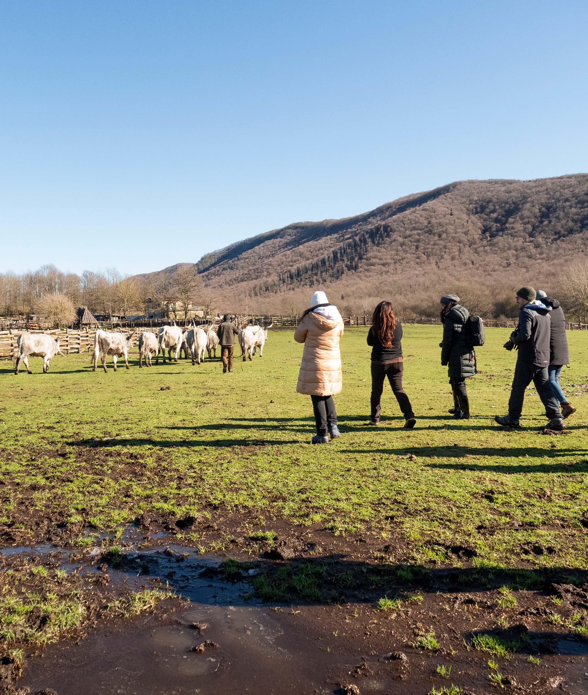 Buttero Contemporaneo: esperienza tra cavalli e natura ai Castelli Romani