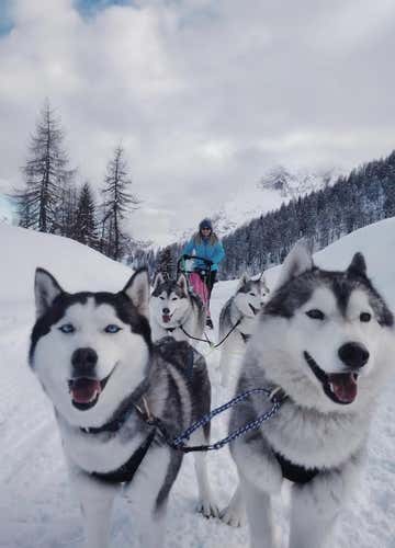 Sleddog: giro in slitta con husky a Casera Razzo tra le Dolomiti