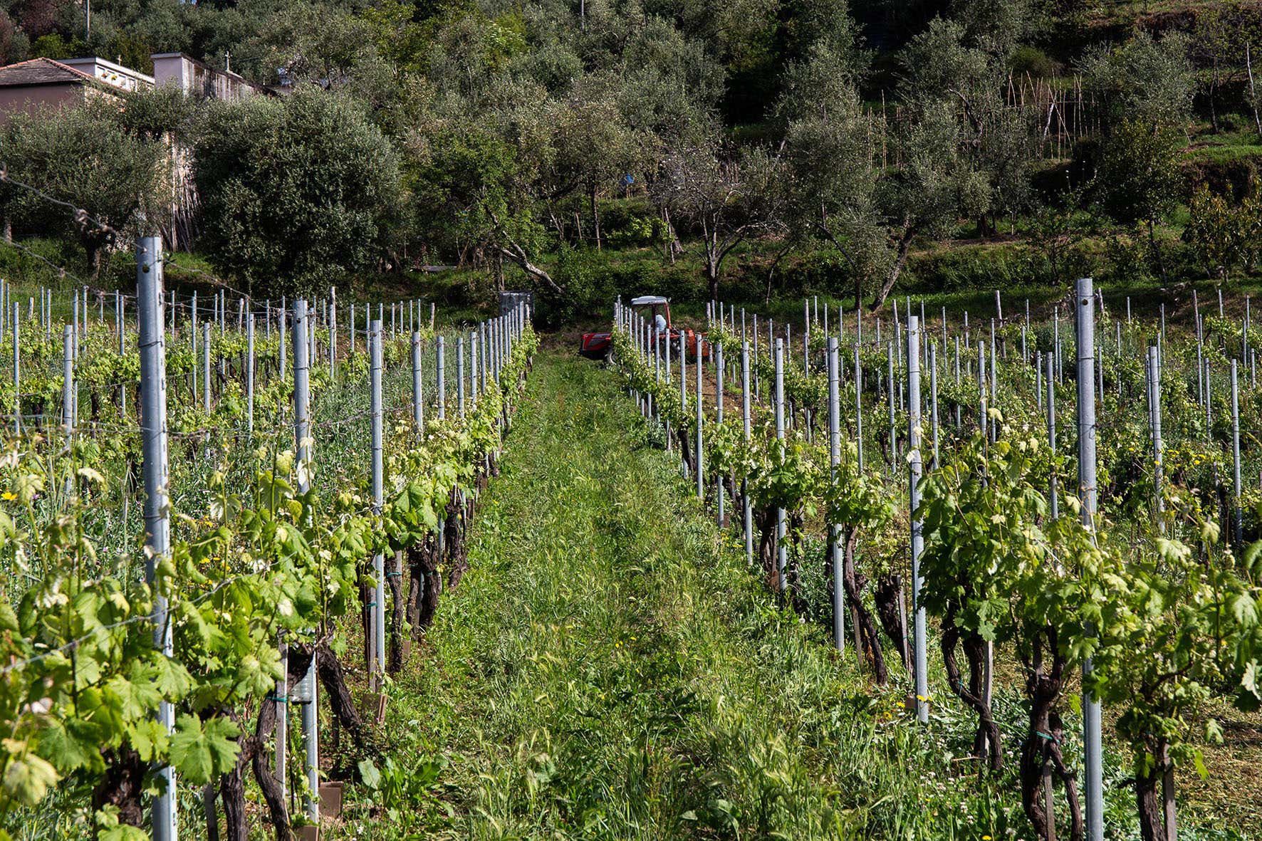 Visita in cantina biodinamica e degustazione vini del Levante Ligure a Ne