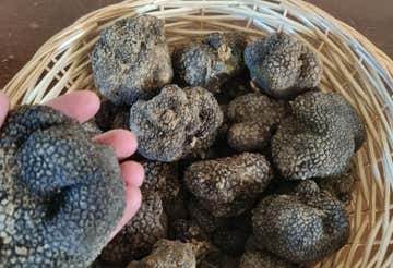Caccia al tartufo e degustazione di prodotti tipici in provincia di Livorno