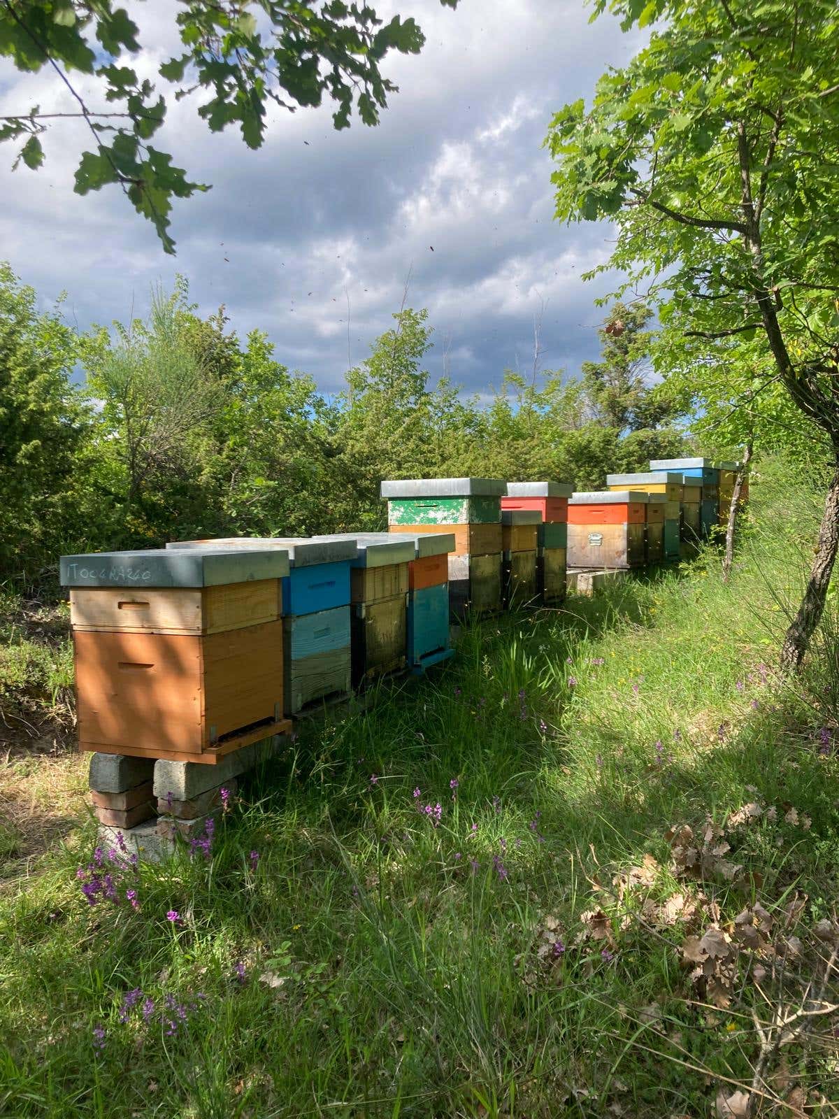 Apicoltore per un giorno e degustazione di miele in provincia di Ravenna