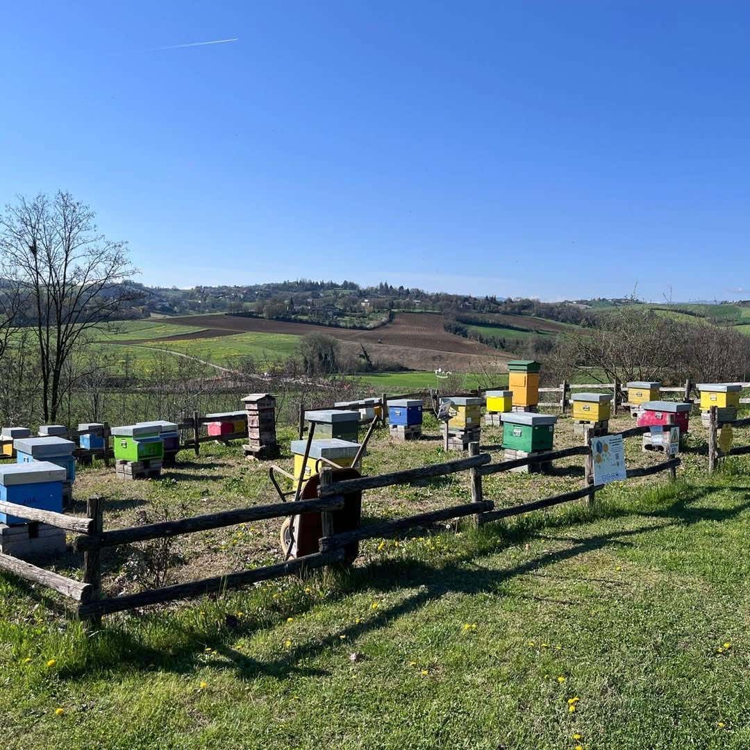Apicoltore per un giorno e degustazione di miele in provincia di Parma