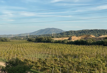 Tuk tuk tour with food and wine tasting in Olbia