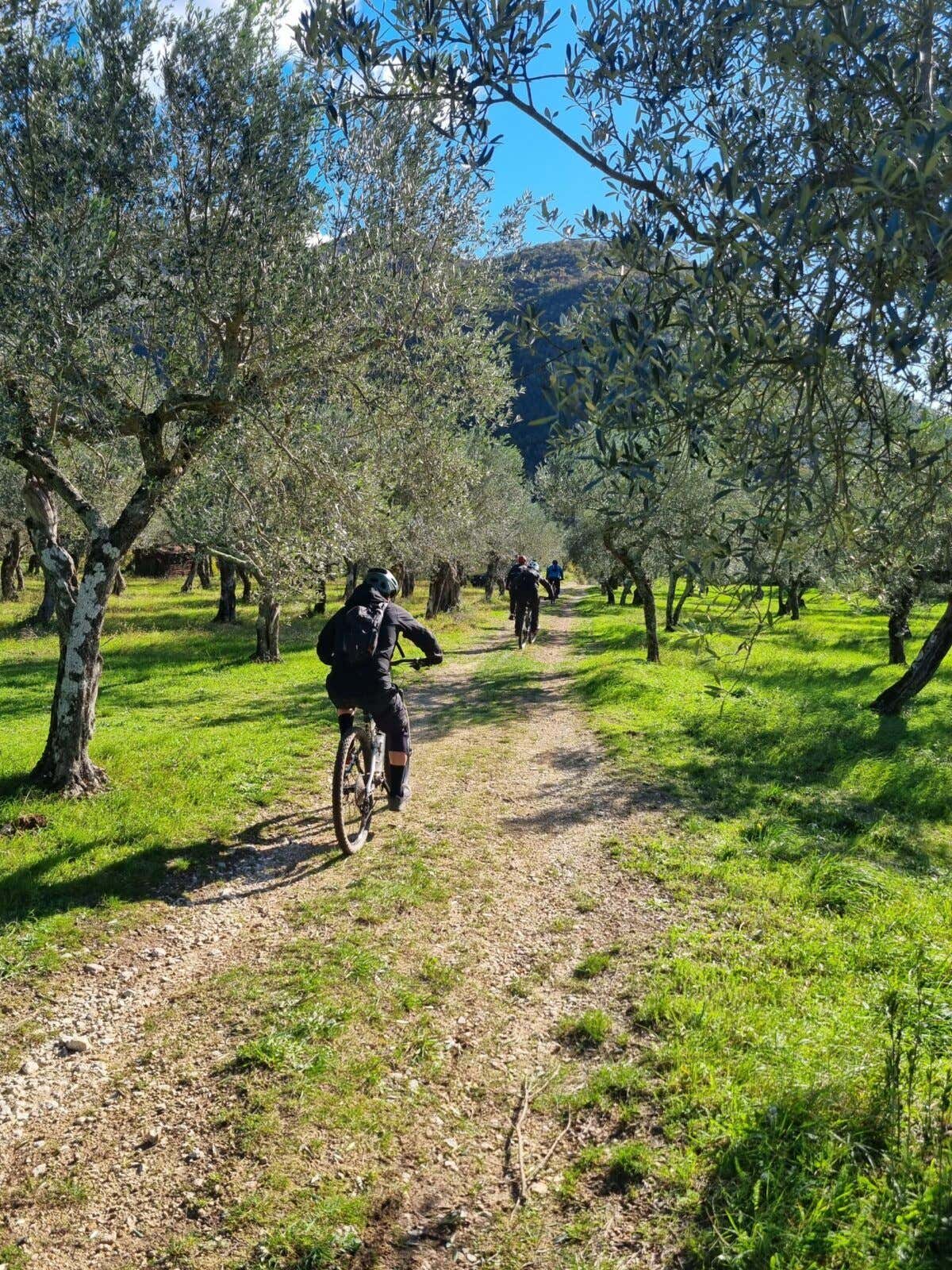 E-bike tour through the olive groves of Itri with oil tasting