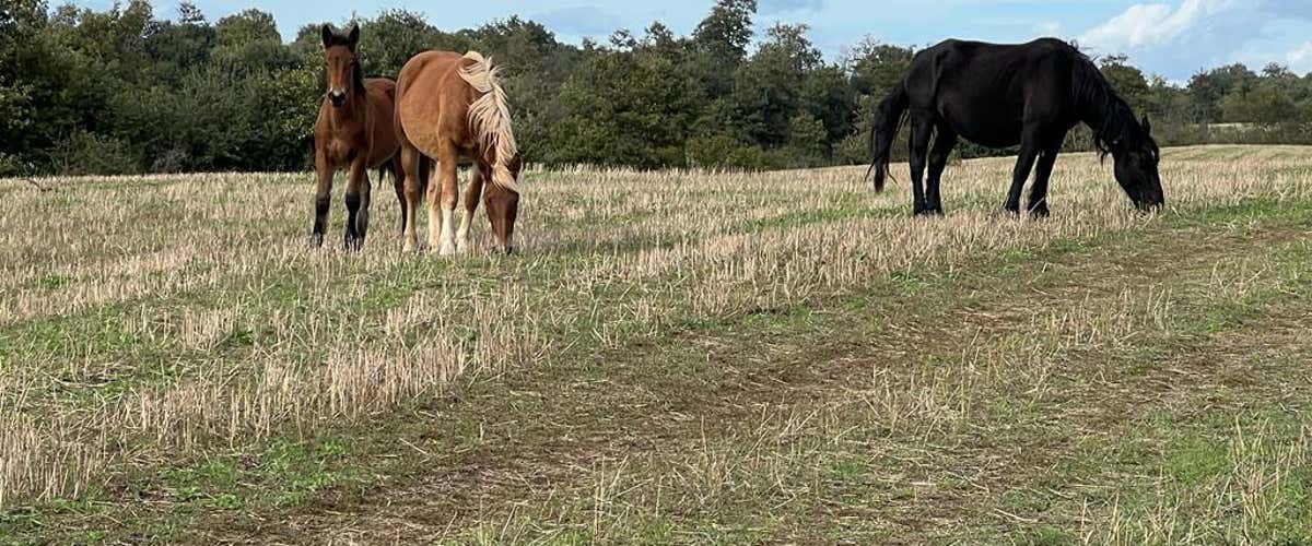 Tour avventuroso in quad di 4 ore a Bracciano