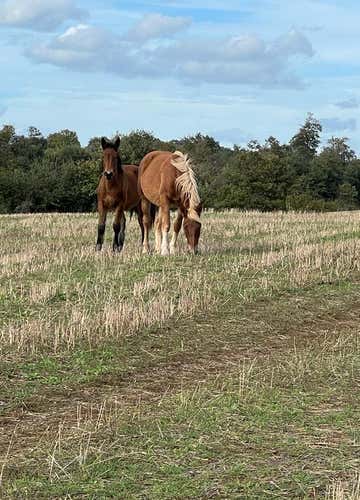 Tour avventuroso in quad di 4 ore a Bracciano