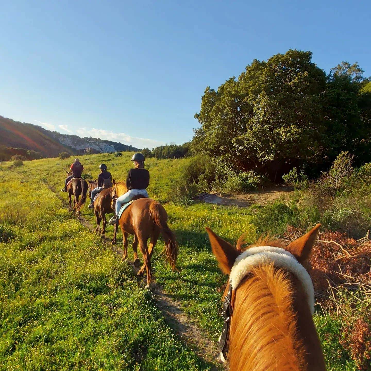 Passeggiata a cavallo nel bosco degli ontani in Gallura