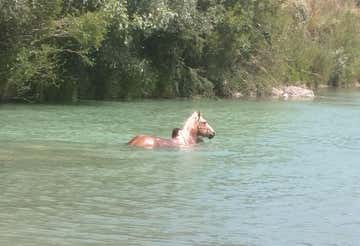 Horseback riding in the Tuscan Maremma with river bathing