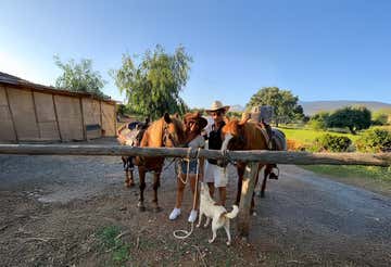 Horse riding in Santa Maria del Cedro in the province of Cosenza
