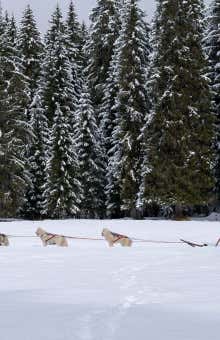 Sleddog ad Auronzo di Cadore