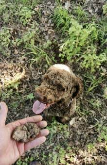 Truffle hunting in Siena