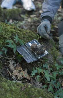 Truffle hunting in Assisi
