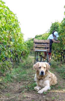 Degustazione vini in Valpolicella
