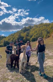 Walks with alpacas in Carpineti