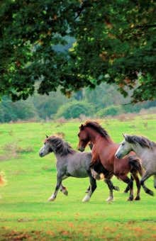 Horse Riding in Rome