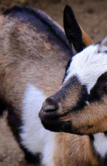 Esperienze con animali a Varese