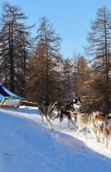 Sleddog a Sestriere