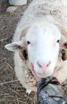 Fattoria didattica a Bologna