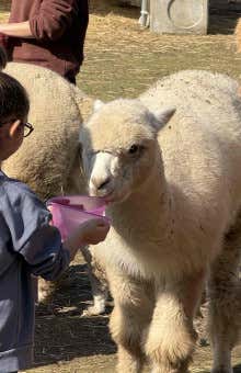 Fattoria didattica a Torino