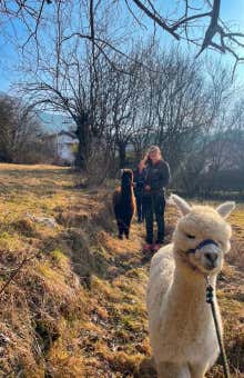 Walks with alpacas in Trento