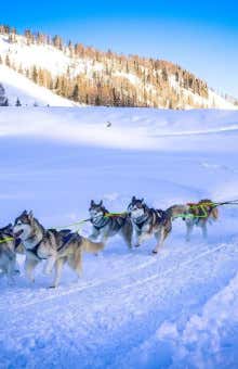 Sleddog a Cortina d'Ampezzo