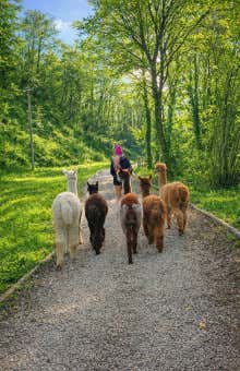 Walks with alpacas in Treviso