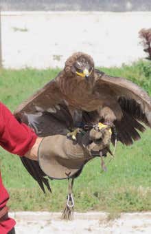 Falconeria a Cividale del Friuli