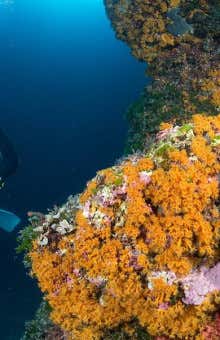 Immersioni subacquee a Ischia